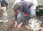 making cob